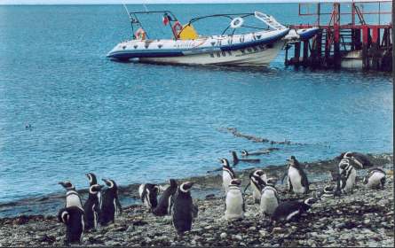 pinguinos semirrigidos MOON WORK 1190 Patagonia