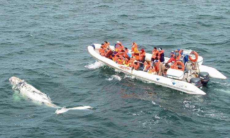 embarcacion semi rigida inflable MOON Work 1040 turismo pasajeros ballenas militar