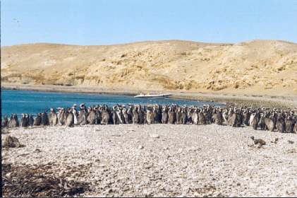 Pinguinos en Isla Magdalena Estrecho Magallanes Patagonia Off Shore Expediciones Turismo Aventura.