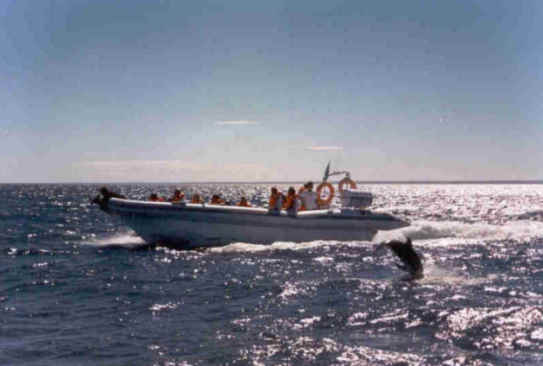 MOON 1040 Work Rigid Hull Inflatable Boat whale dolphin watch Puerto madryn profesional work