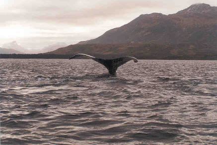Travel to Whale Shelter in Carlos III island Whale Watch Patagonia Adventure Tourism