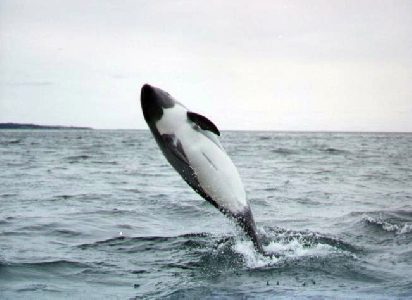Trip to Magdalena Island in Straits of Magallean Pinguins, Dolphins watch Patagonia Adventure Eco Tourism
